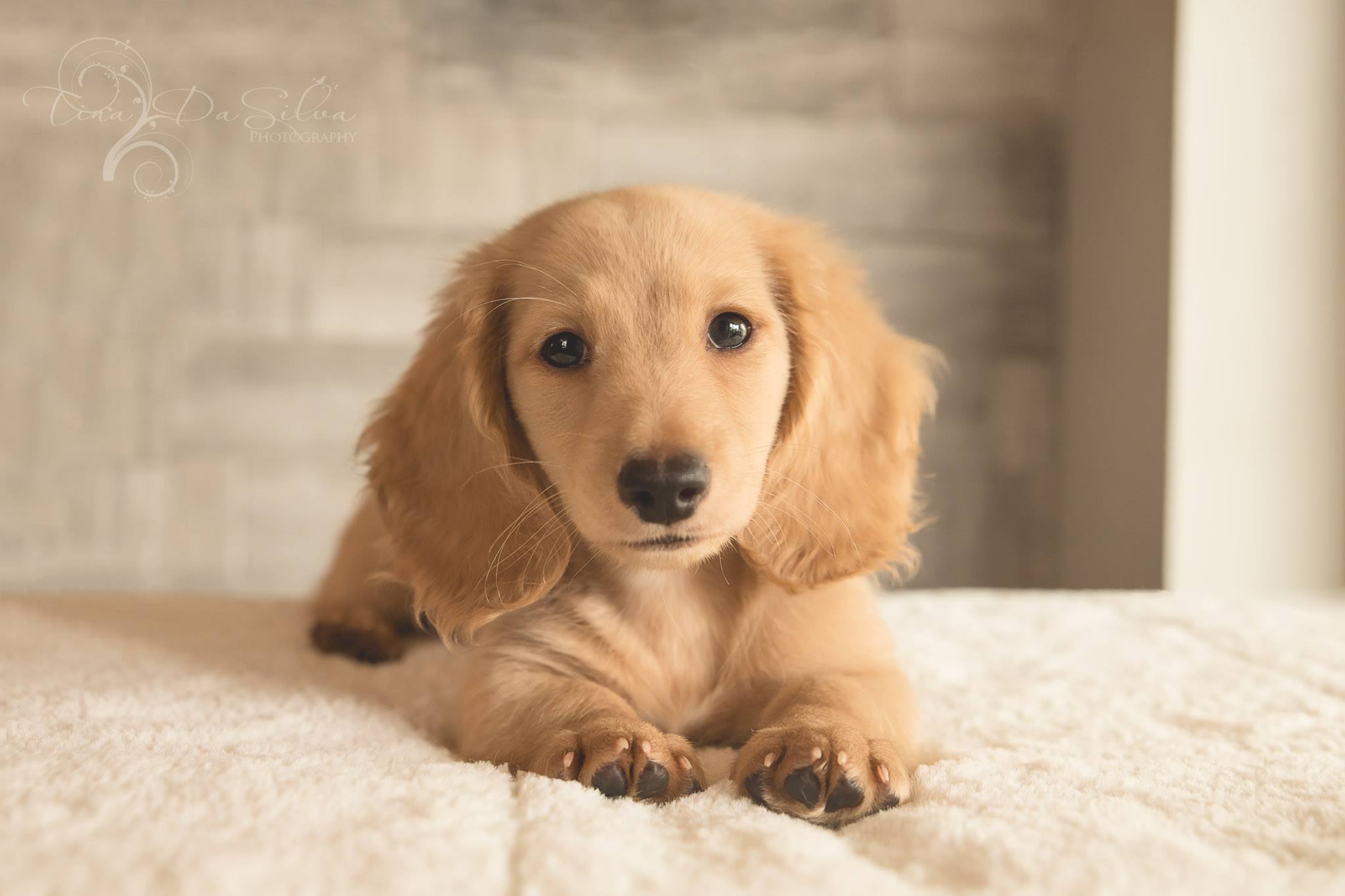 Chances R Farm – our dachshunds