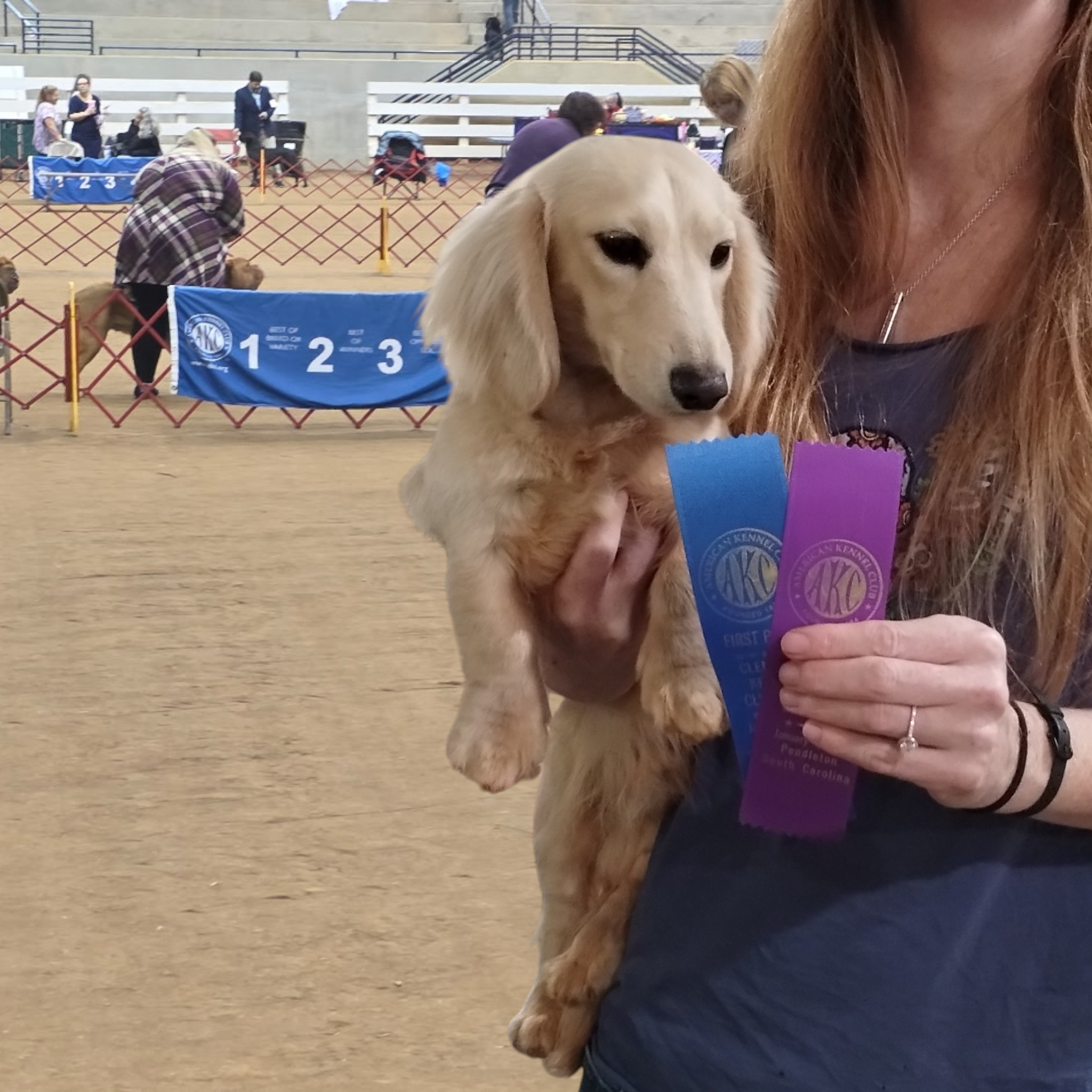 Cassian the dachshund with show ribbons
