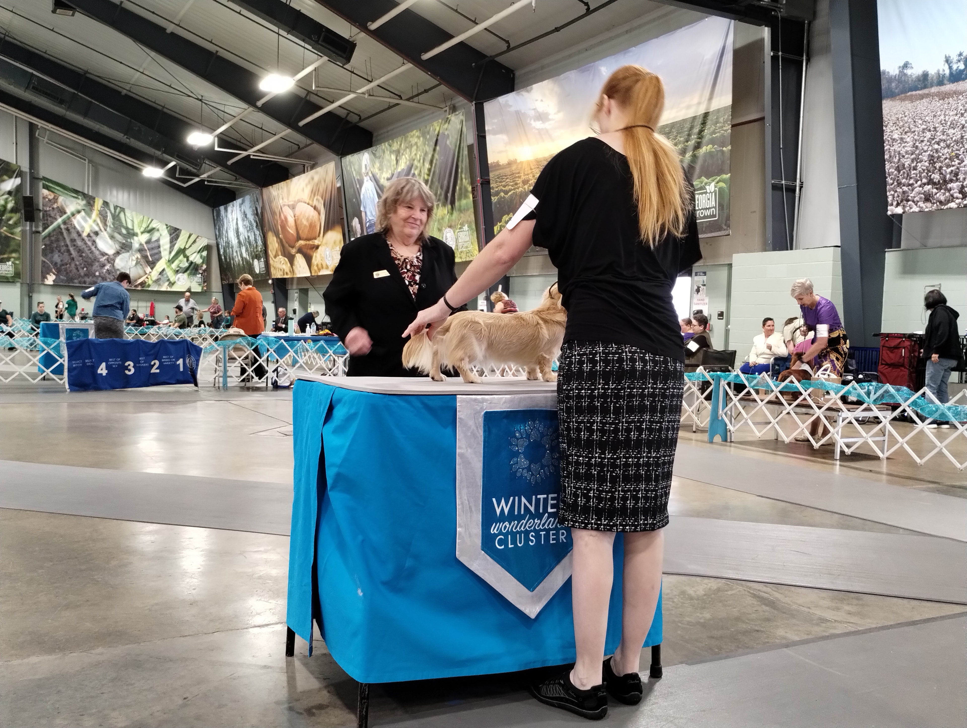 Cassian being judged at the Winter Wonderland Cluster AKC show