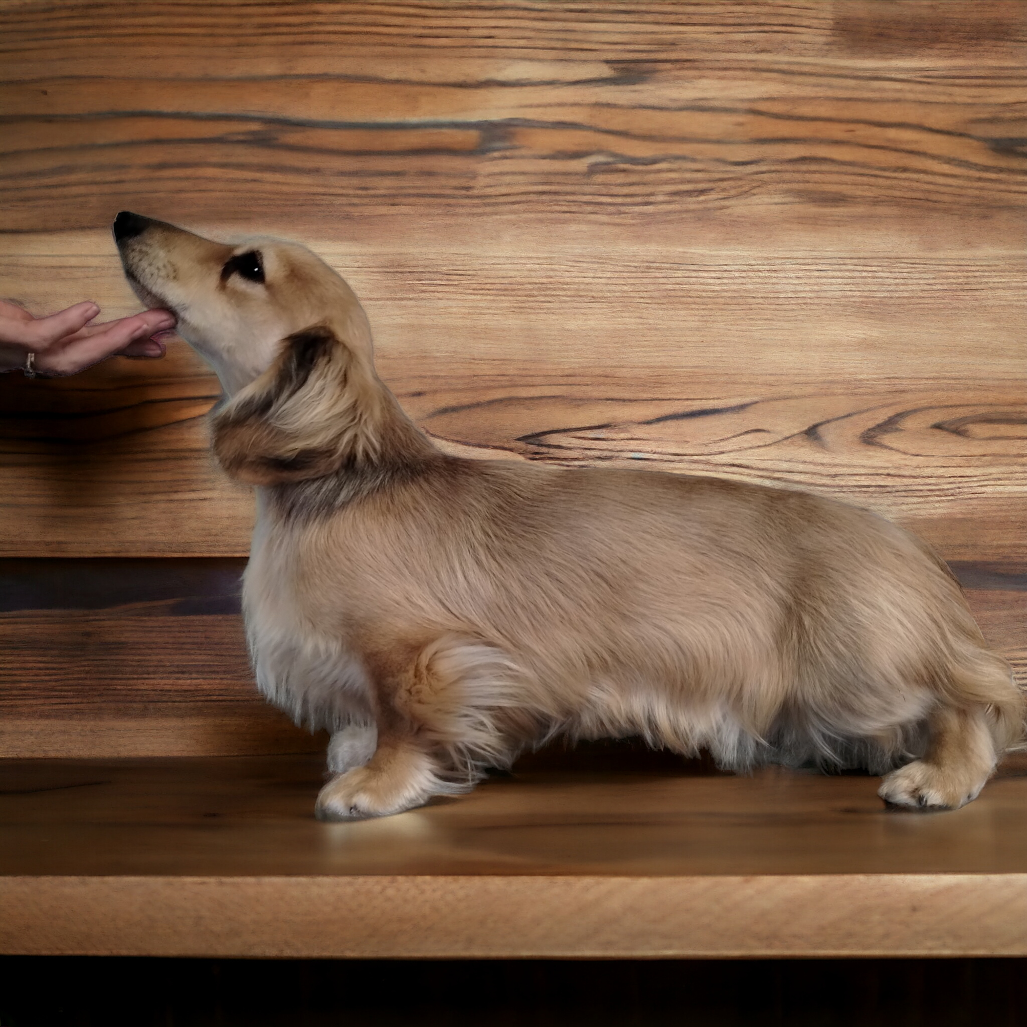 James the cream long-haired dachshund in show stack pose
