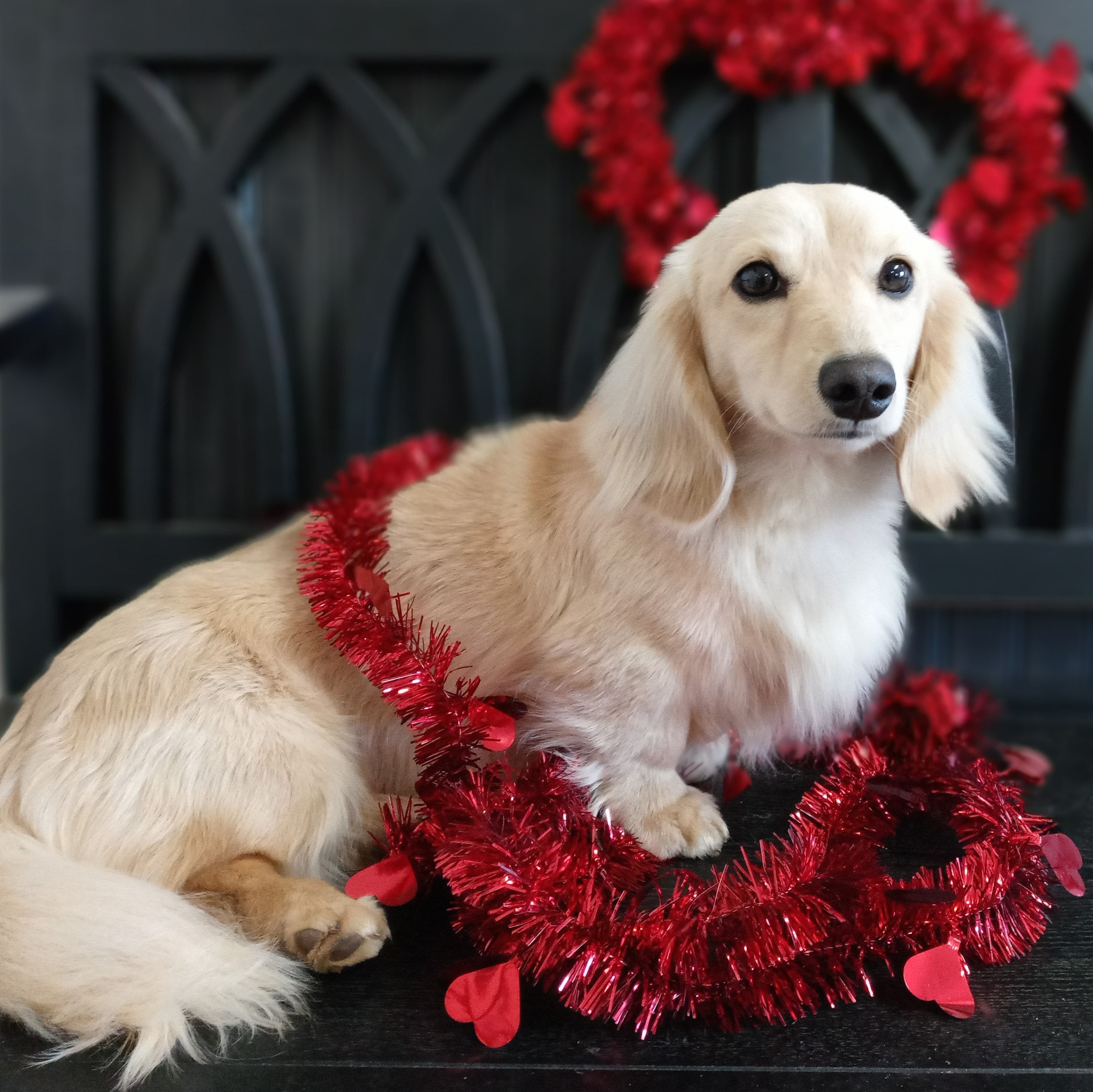Talisman the cream long-haired dachshund with Valentine's Day decorations