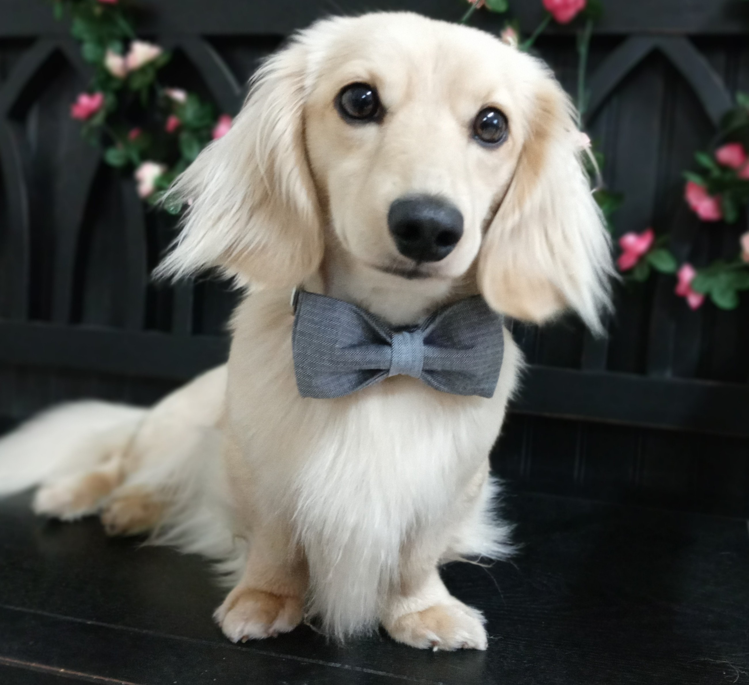 Talisman the cream long-haired dachshund wearing a gray bow tie