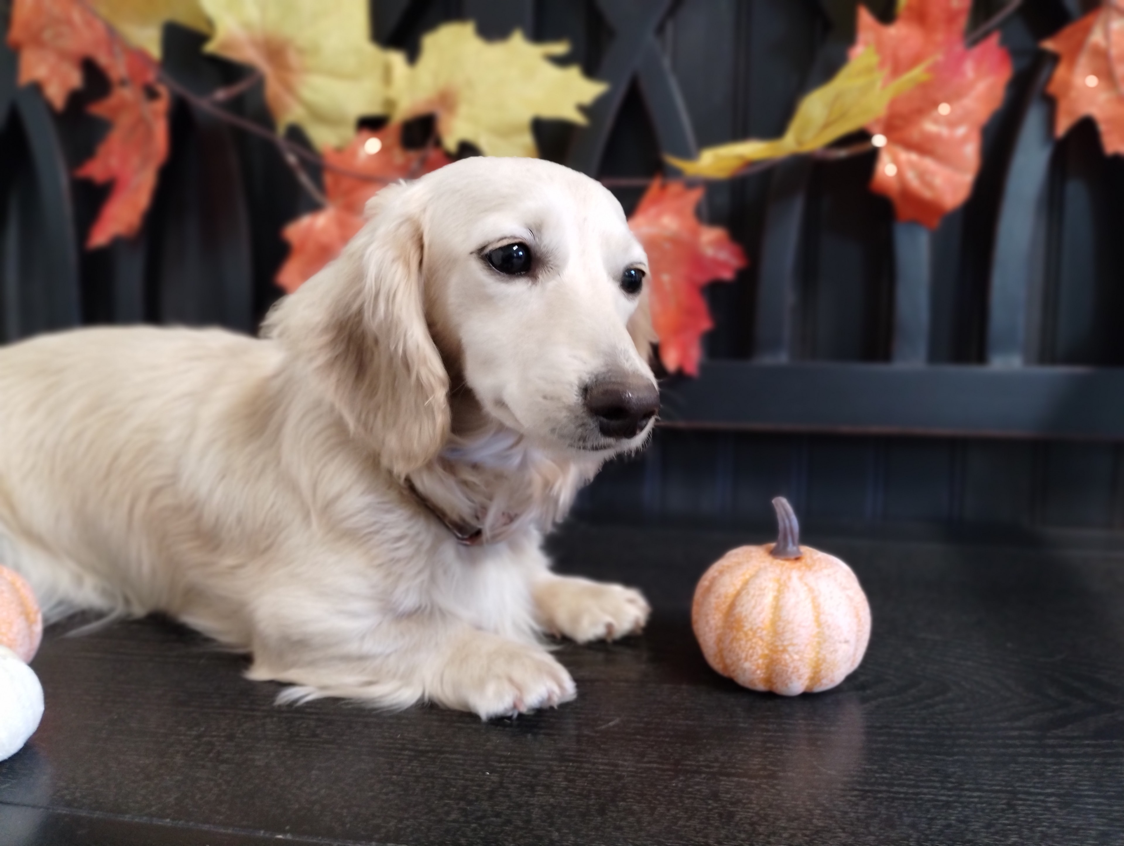 Amelia the cream long-haired dachshund with autumn pumpkins