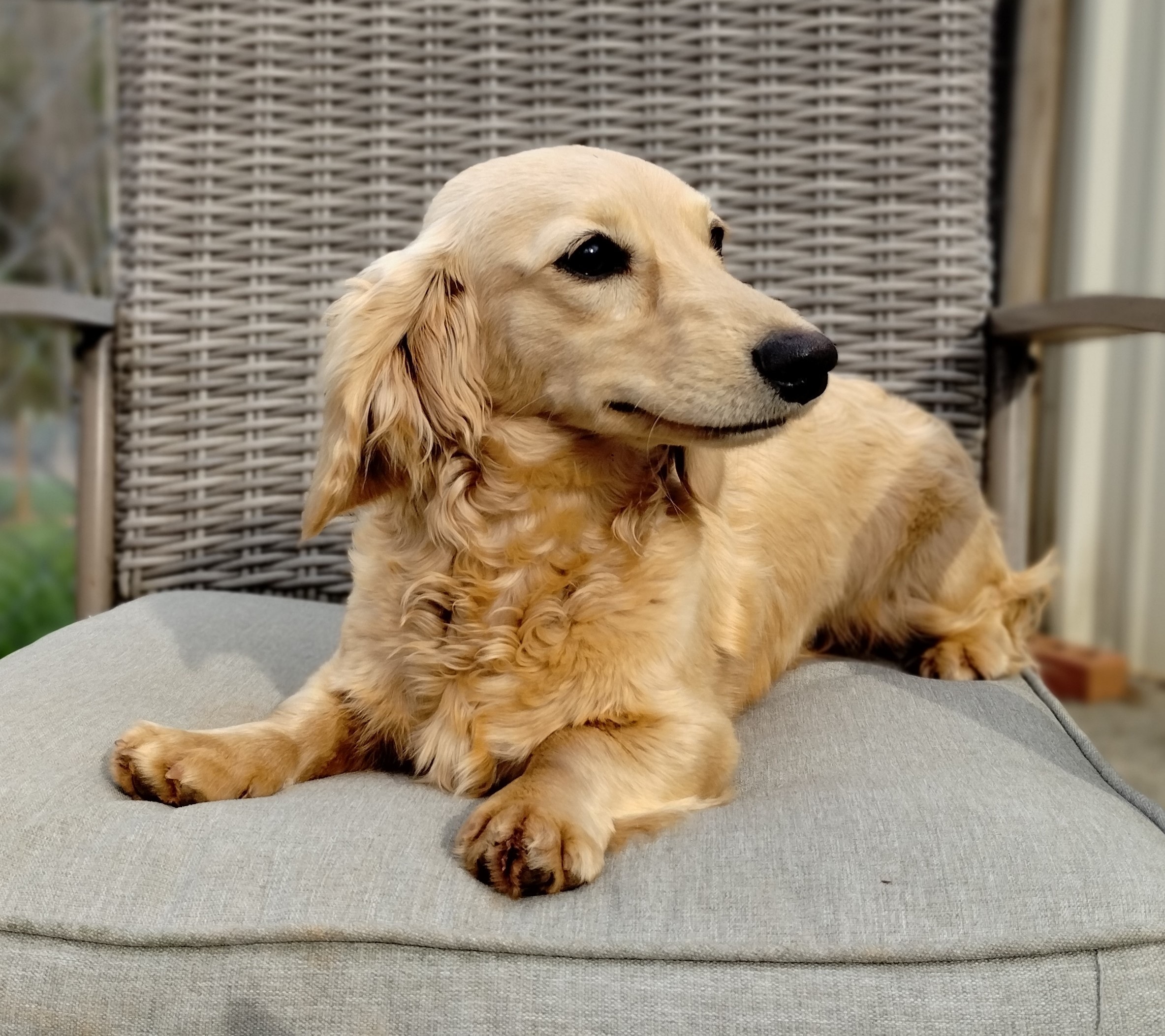 Avalene the cream long-haired dachshund lounging on an outdoor cushion