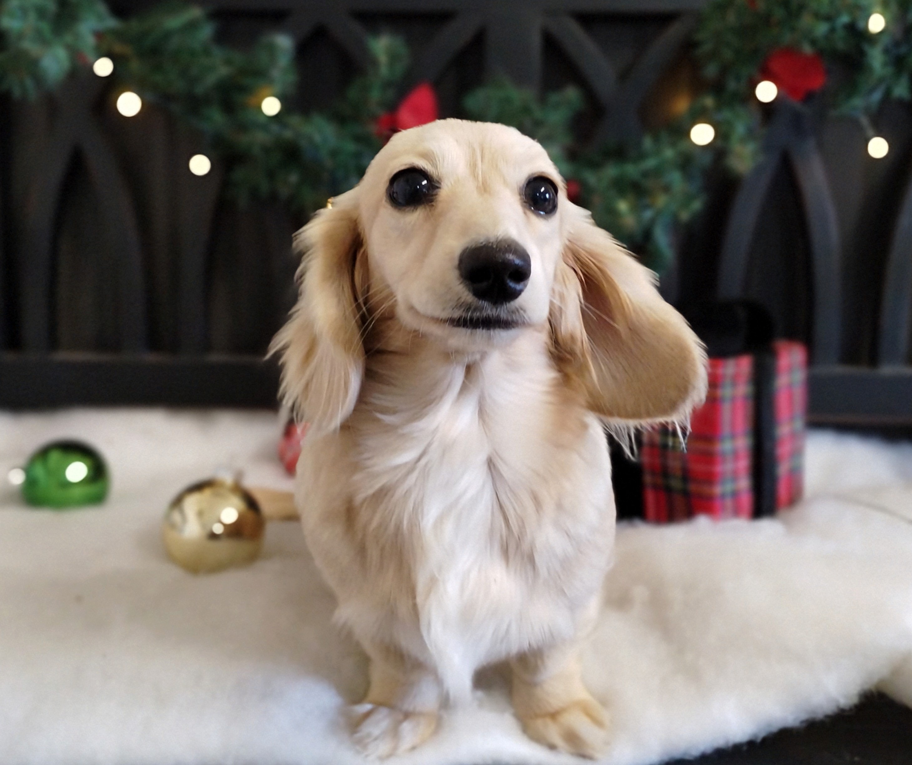 Rose the cream long-haired dachshund in a Christmas setting