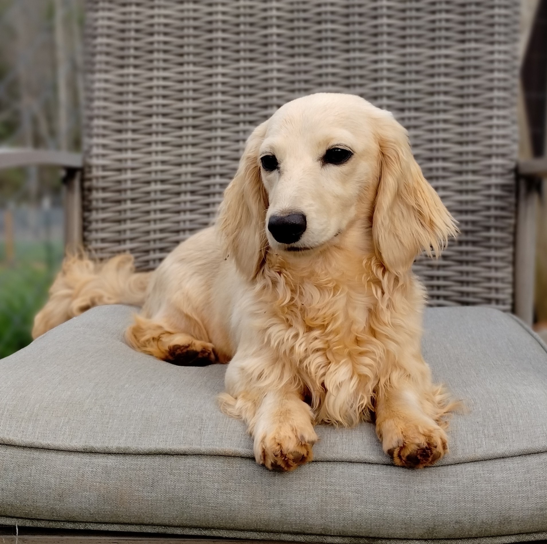 Tansy the cream long-haired dachshund resting on a patio chair