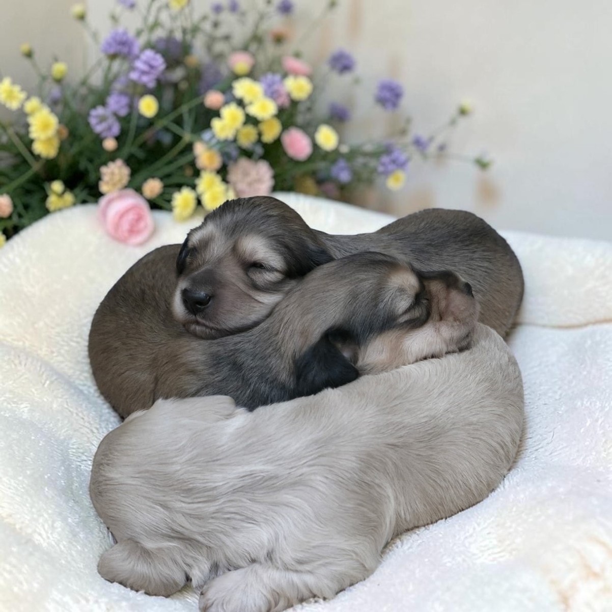 Avalene's litter – babies at 2 weeks old