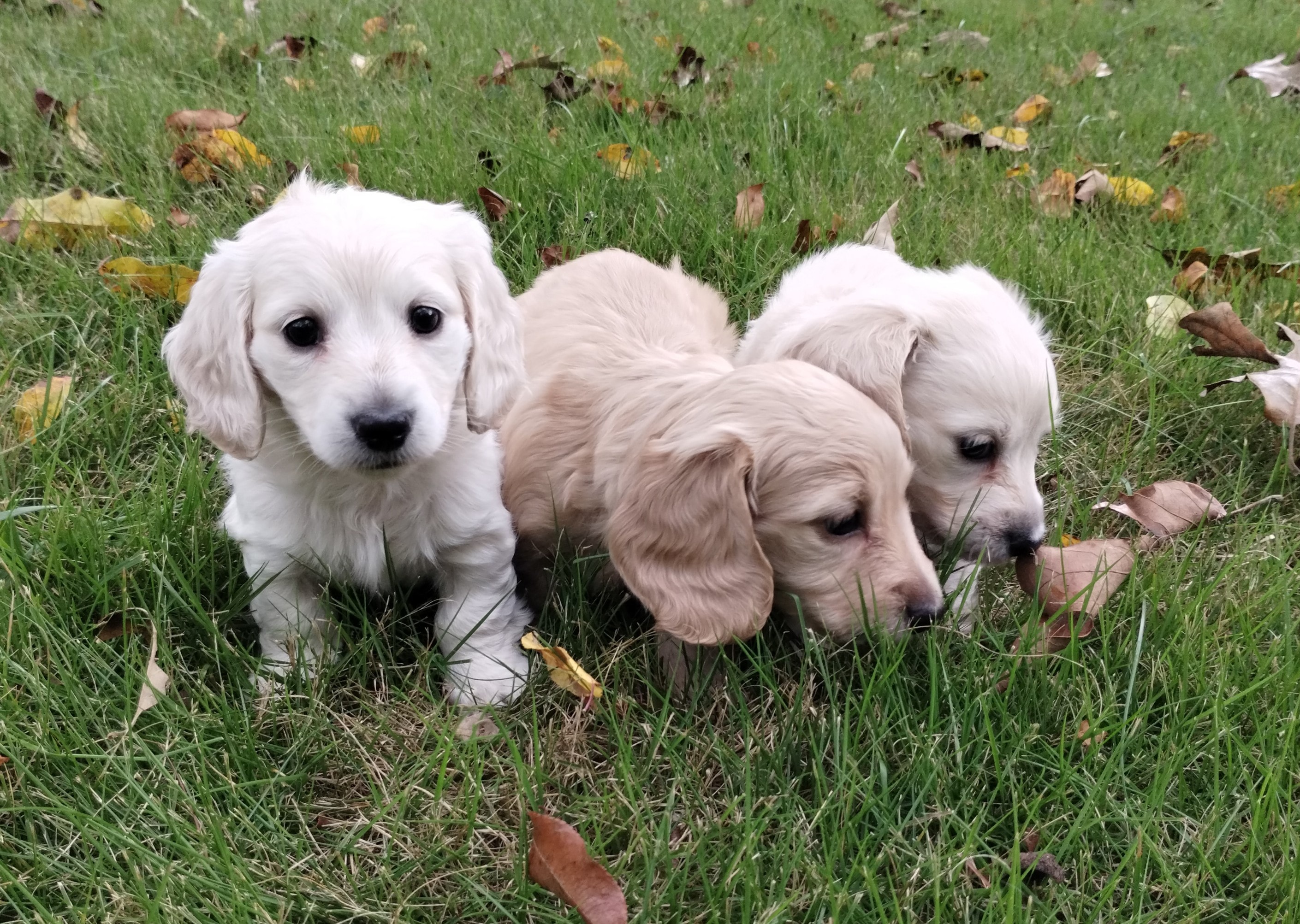 Amelia's litter at 6 weeks old – three cream dachshund puppies on grass
