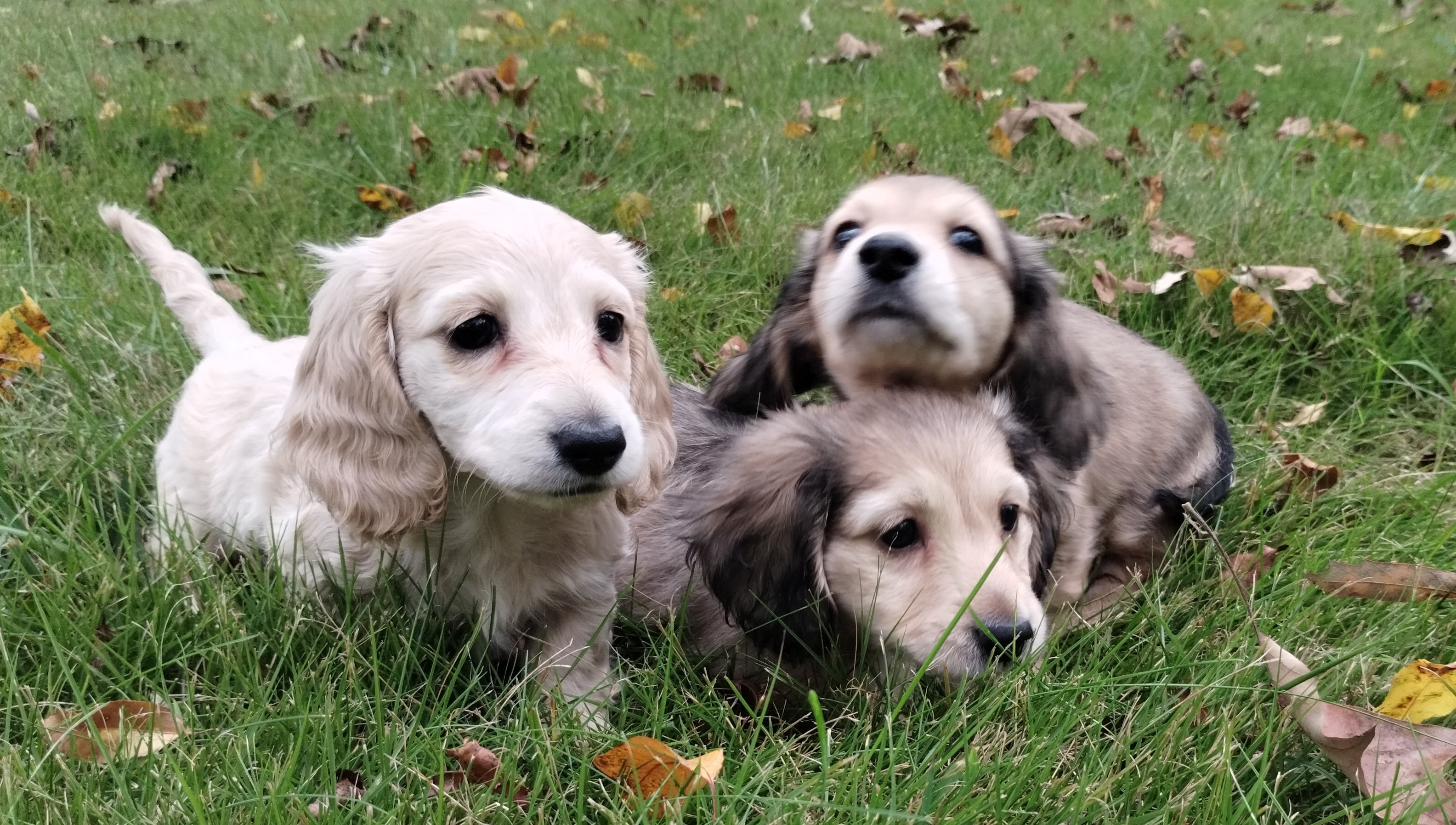 Avalene's babies at 7 weeks old – three dachshund puppies on grass