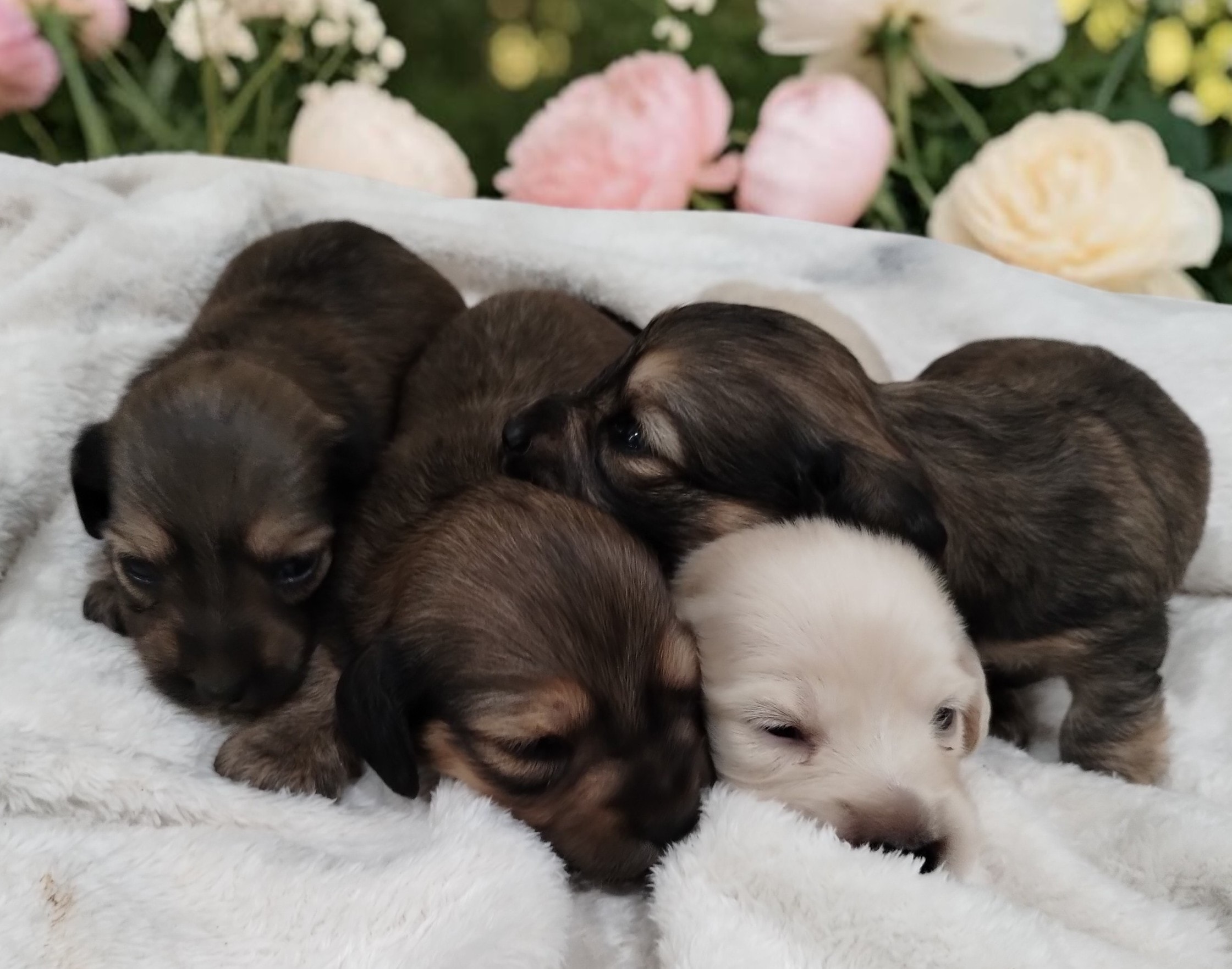 Dandelion's litter at 5 weeks old – shaded cream dachshund puppies showing color change