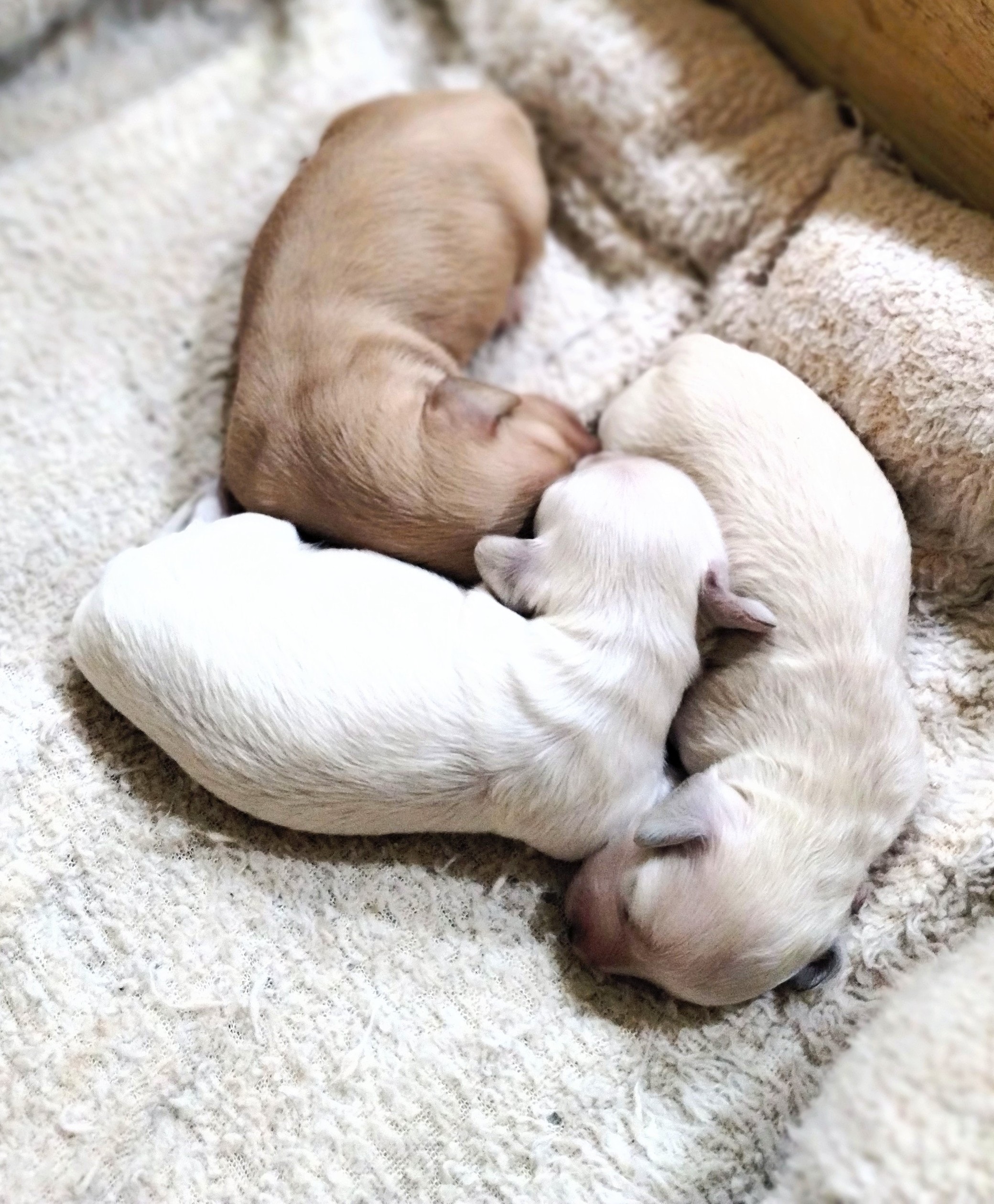 Rose and Cassian's litter – 3 dachshund puppies, 1 girl and 2 boys