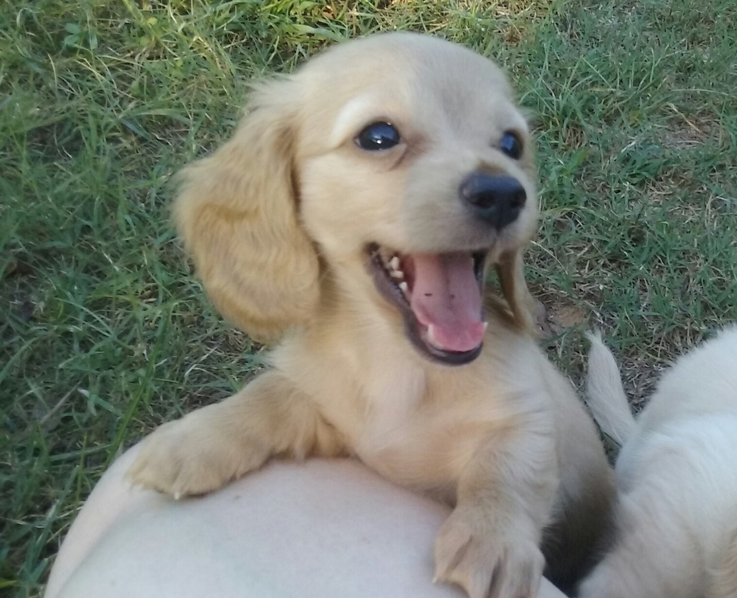 Baby Summer – cream dachshund puppy