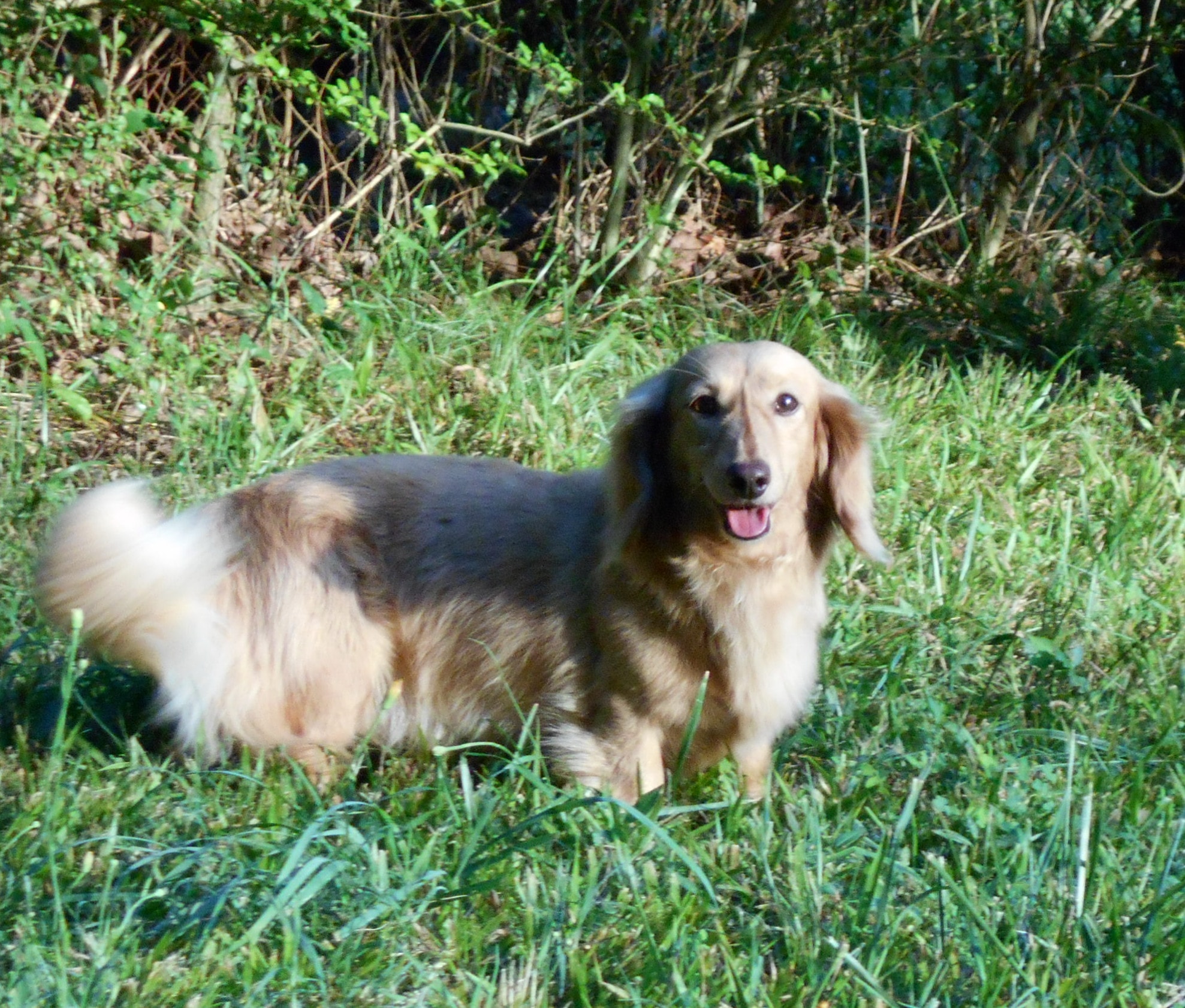 Long-haired dachshund outdoors