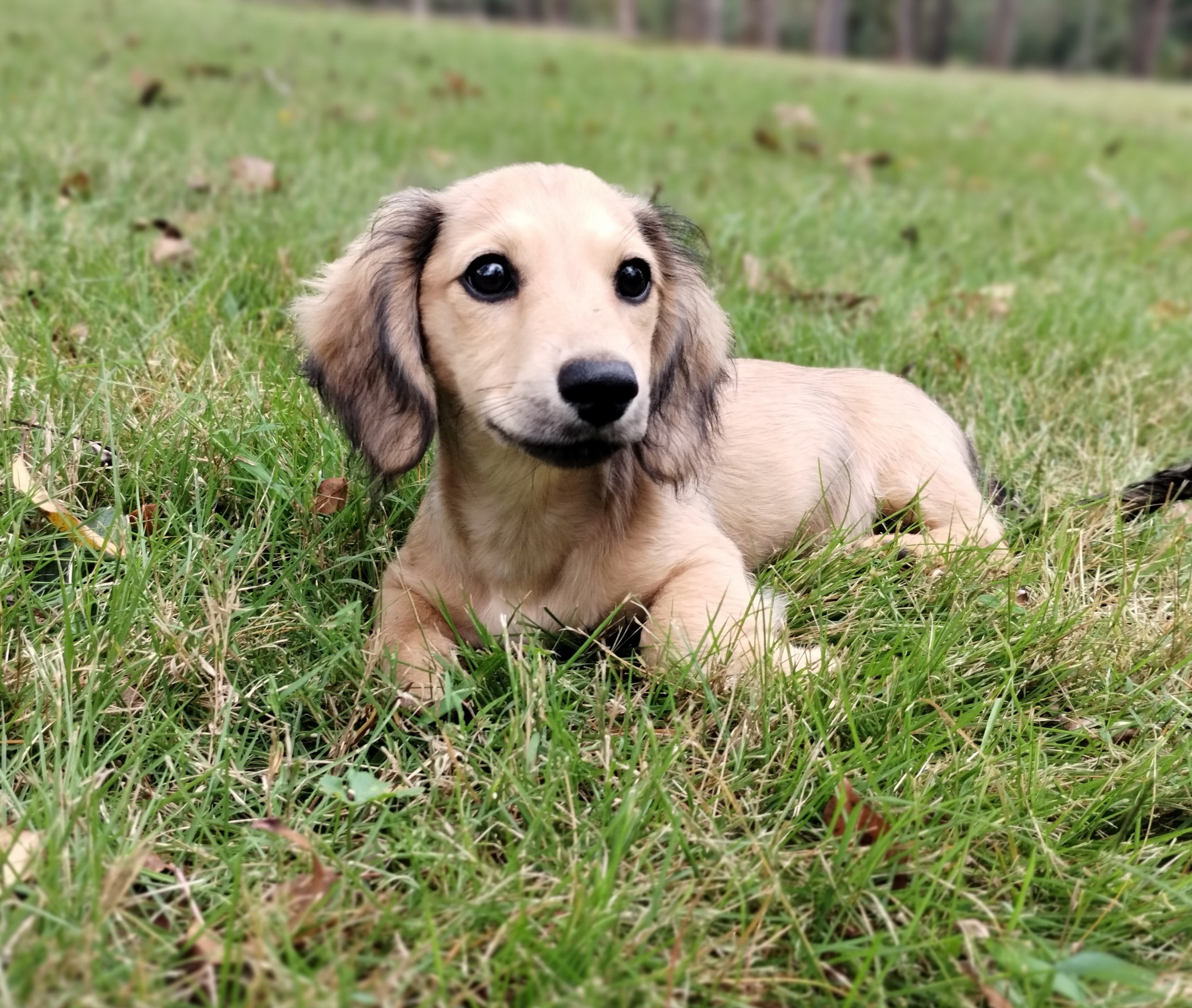 Allie the cream long-haired dachshund sitting on a garden path surrounded by lavender